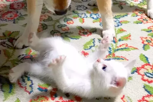 『夜中に発見した保護子猫』を本当の子供のように育てた犬→9年後、できないことが増えて…涙腺崩壊する光景が26万再生「泣いた」「本当に尊い」