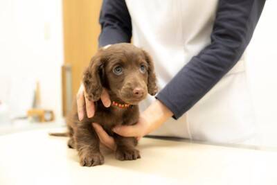 犬が『絶対イヤだ』と思っているサイン５選　愛犬が拒絶してきたときの適切な対応とは？