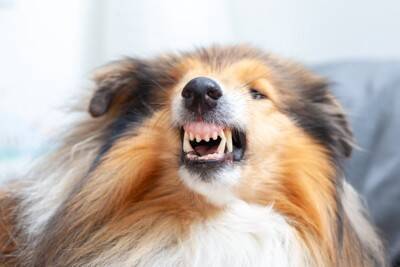 犬が『絶対イヤだ』と思っているサイン５選　愛犬が拒絶してきたときの適切な対応とは？