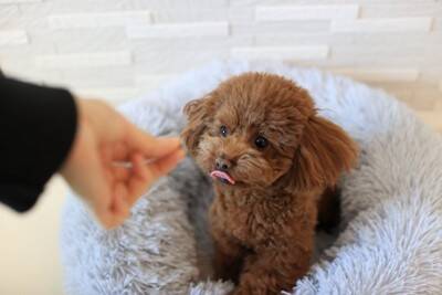 犬が『絶対イヤだ』と思っているサイン５選　愛犬が拒絶してきたときの適切な対応とは？