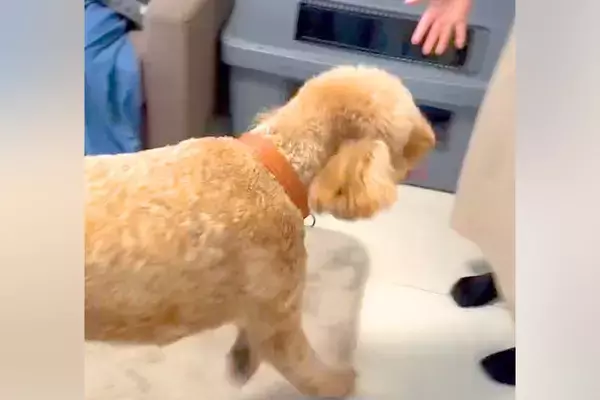 7ヶ月ぶりに再会したおばあちゃんを『誰？』と警戒する大型犬→『噛んでしまう』と思いきや…気付いた瞬間の反応が62万再生「どちらも嬉しそう」