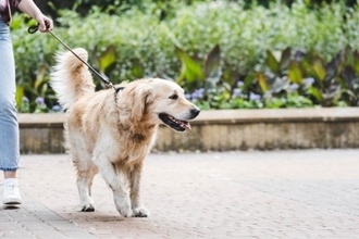 犬が『マーキング』をしてしまう理由5つ　主な原因や止めさせる方法までご紹介