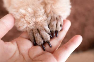 犬に『お手』を教える3つのメリット　習得したい理由から無理のないトレーニングのコツまで