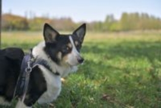 犬が散歩中に『チラチラ見てくる』心理4選　可愛いけれど放っておいて大丈夫？飼い主がすべき反応まで