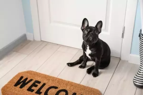 犬が持っている『不思議な能力』6選　知られざる感覚の仕組みや理由も解説