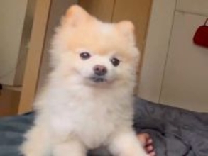 毎朝、目を覚ますと目の前に犬がいて…とんでもなく羨ましい『悶絶する行動』に2万いいね集まる「最高過ぎる」「前世でどんな徳を積んだんだ…」