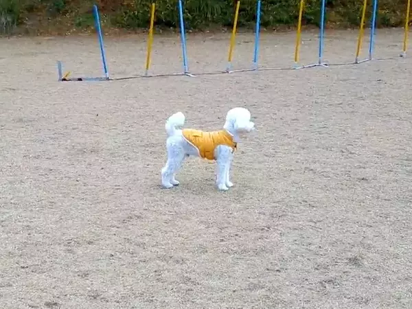 ドッグランでよそ見をしている犬に内緒で『そっと隠れてみた』結果…気付いた瞬間の『尊い反応』が28万表示「お耳が最高」「一生懸命で可愛い」