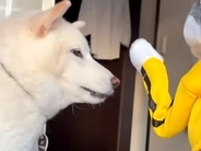 息子が犬と『パンチするおもちゃ』で遊んでみた結果→『可愛すぎる反応』に爆笑「迷惑そうで草」「付き合ってくれるの優しい」と65万再生の反響