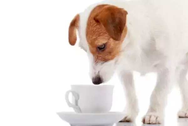 犬が亡くなってしまう『コーヒーの致死量』とは？誤飲させないためにすべき危機管理まで