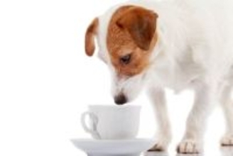 犬が亡くなってしまう『コーヒーの致死量』とは？誤飲させないためにすべき危機管理まで