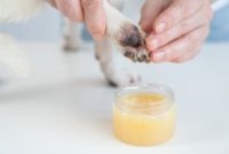 犬の『肉球ケア』何をしたらいいの？お手入れ不足が引き起こすデメリットまで