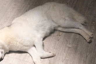 『最終回すぎる犬』寝転がる大型犬がライトで照らされた結果…まさかの光景に25万いいね「フランダースの犬で泣いた」「完全にエンディング」