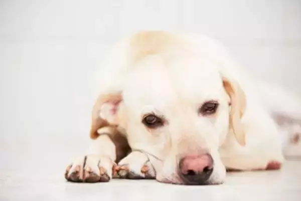 『不幸な犬』が見せるサイン4選　幸福度が高い犬との大きな違いや生活に満足してもらう方法まで