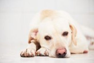 『不幸な犬』が見せるサイン4選　幸福度が高い犬との大きな違いや生活に満足してもらう方法まで