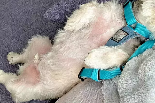 散歩が大嫌いな犬が『外に行かなくても済む方法』をひらめいて…子どものような『まさかの作戦』に6万いいね集まる「一生懸命考えたんだなｗｗ」