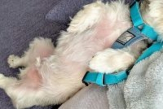 散歩が大嫌いな犬が『外に行かなくても済む方法』をひらめいて…子どものような『まさかの作戦』に6万いいね集まる「一生懸命考えたんだなｗｗ」