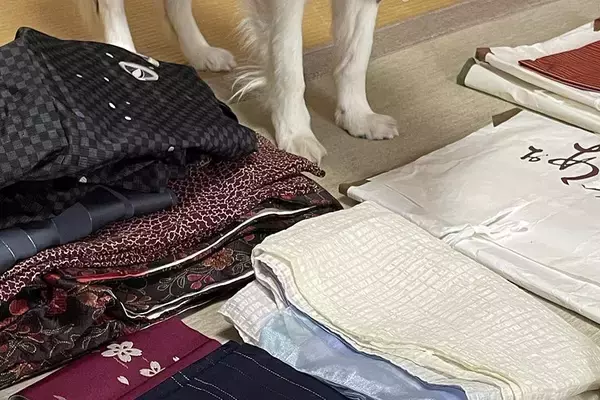 着物の整理をしていたら、犬が『遊びたい』と訴えてきて…想定外だった『強硬手段』と『表情』に2万いいね「目キラキラで草」「無視できん」