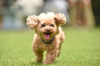 『吠えやすい』小型犬5選　警戒心が強く、番犬気質のあるワンコの特徴や共通点まで解説
