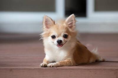 『吠えやすい』小型犬5選　警戒心が強く、番犬気質のあるワンコの特徴や共通点まで解説