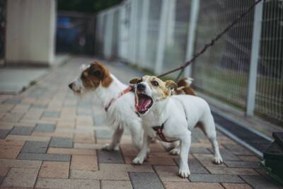 『吠えやすい』小型犬5選　警戒心が強く、番犬気質のあるワンコの特徴や共通点まで解説