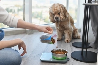 犬の飼い主が今すぐ見直すべき『生活習慣』5つ　愛犬の健康維持のために意識すべきポイントまで