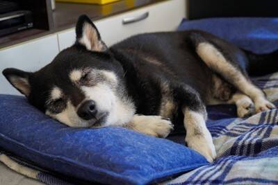 犬が『グルグル回ってしまう』心理5選　主な理由や考えられる病気まで