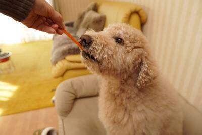 犬が『グルグル回ってしまう』心理5選　主な理由や考えられる病気まで
