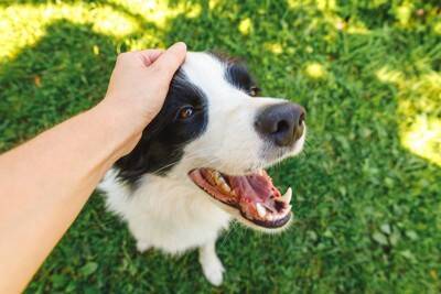 犬が『グルグル回ってしまう』心理5選　主な理由や考えられる病気まで