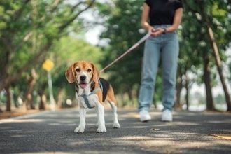 『人懐っこい犬』がよくするサイン7選　社交的なワンコの特徴や人好きにさせる方法まで解説