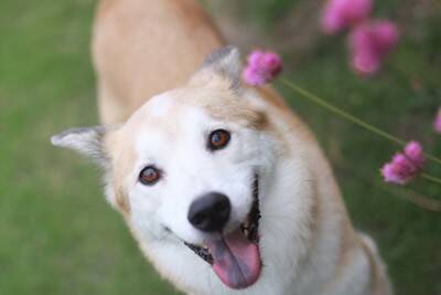 『人懐っこい犬』がよくするサイン7選　社交的なワンコの特徴や人好きにさせる方法まで解説