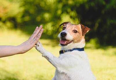 『人懐っこい犬』がよくするサイン7選　社交的なワンコの特徴や人好きにさせる方法まで解説