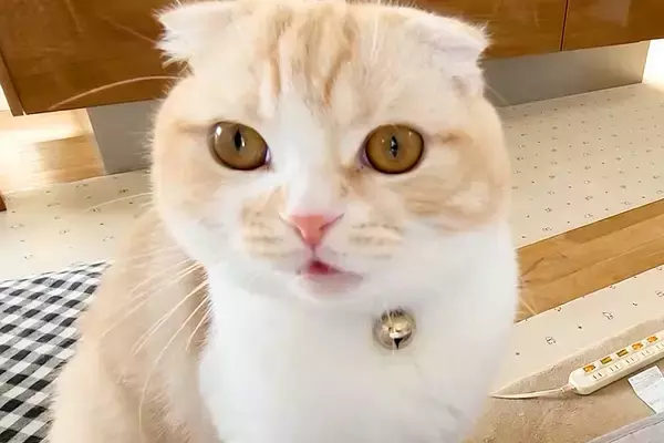 話しかけてきた猫を無視した結果→事態を察した『大型犬』が近づいて…まさかの光景が43万再生「言いたいことがわかるんだ」「いつでも味方」