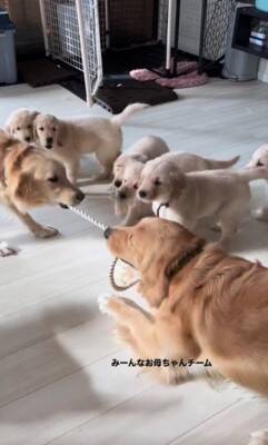 大型犬夫婦が『綱引き』した結果…赤ちゃん犬が全員"ママチーム"になる光景に54万再生の反響「ママを助けろ！って声が聞こえるｗ」悶絶の声