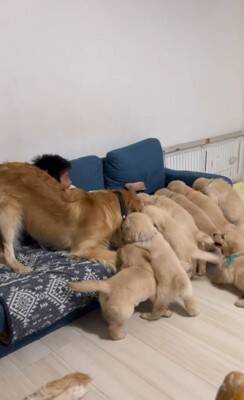 大型犬夫婦が『綱引き』した結果…赤ちゃん犬が全員"ママチーム"になる光景に54万再生の反響「ママを助けろ！って声が聞こえるｗ」悶絶の声