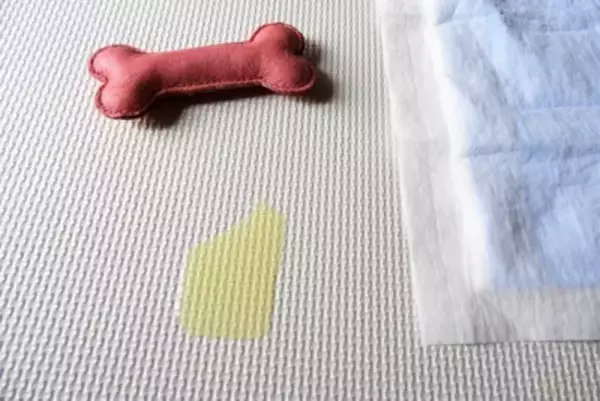 犬の飼い主が経験する『トイレに関する悩み』5選　共感できる困りごとや解決に向けたヒント