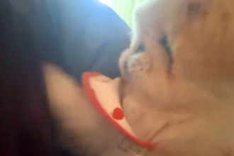 朝、起きる時間になると『犬』がやってきて…『寝坊は絶対に許さない』まさかの光景に5万3000いいね「表情も最高ｗ」「目覚まし要らず」