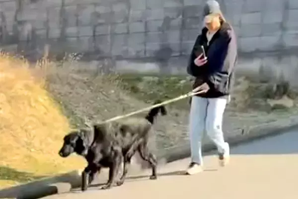 大型犬の散歩中、パパが『知らないふりをして通り過ぎた』結果→『気づかない』と思いきや…素敵すぎる展開が53万再生「愛情」「目キラキラ」