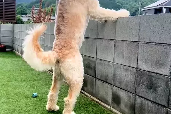 塀から外を眺める大型犬→まるで『おっさん』のようで…見つけたら思わず二度見する光景が29万再生「通行人びっくりするｗ」「たまらん可愛さ」