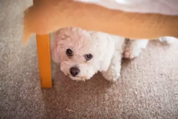 『傷つきやすい犬』の特徴5つ　些細なことでもショックを受けやすいワンコの共通点とは？