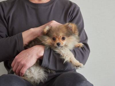 『傷つきやすい犬』の特徴5つ　些細なことでもショックを受けやすいワンコの共通点とは？