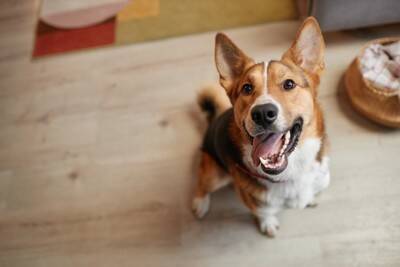 『傷つきやすい犬』の特徴5つ　些細なことでもショックを受けやすいワンコの共通点とは？