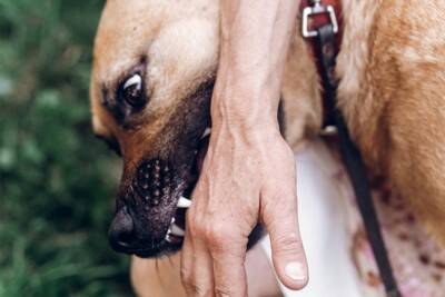 犬が『人を噛む』強さにはレベルがある？なぜ噛もうとしてくるの？改善策まで