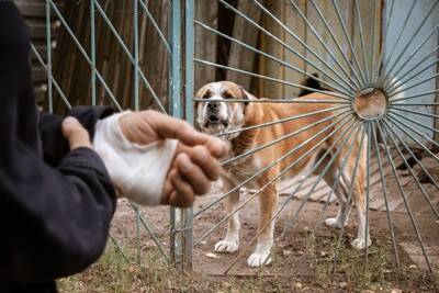 犬が『人を噛む』強さにはレベルがある？なぜ噛もうとしてくるの？改善策まで