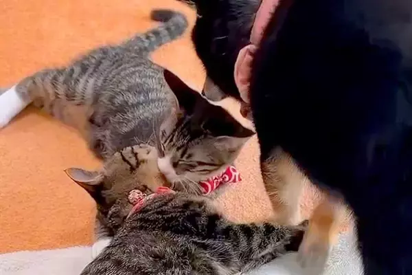 なかなか寝ない2匹の子猫→なぜか犬が『本当の母親』のように…あまりにも尊い『寝かしつけ』が19万再生「種を超えた愛情」「可愛いが大渋滞」