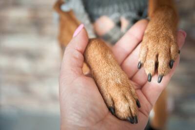 犬の歩き方がいつもと違う？愛犬の歩行に支障をきたす『ナックリング』について解説