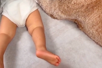 1歳の男の子と大型犬が『やけに静かだな』と思い、様子を見てみたら→こっそりと…『本当の姉弟』のような光景が51万再生「仲間入りしたい」
