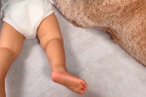 1歳の男の子と大型犬が『やけに静かだな』と思い、様子を見てみたら→こっそりと…『本当の姉弟』のような光景が51万再生「仲間入りしたい」