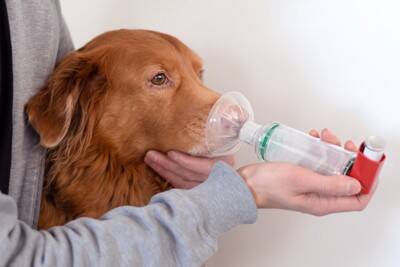 犬が『苦しそうに呼吸をする』原因5つ　命に関わる重大なトラブルが隠れていることも