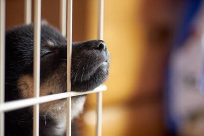 犬が『さみしい』と感じているときにする行動５選　孤独にさせないための対策とは？