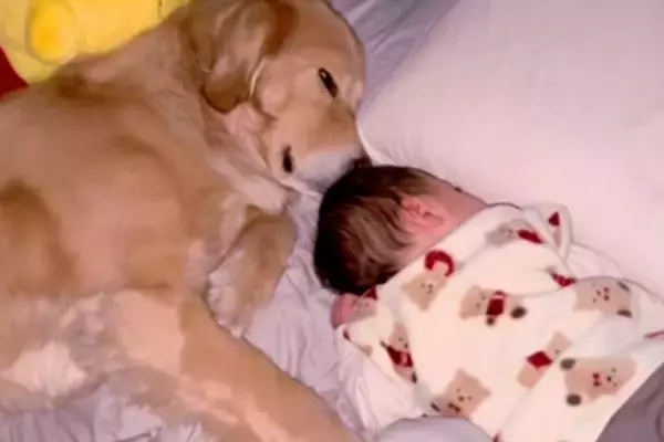 寝起きの赤ちゃんが『大型犬をママと勘違いしてしまった』結果→まるで『育児の達人』のような光景が24万再生「天才すぎ」「子育て2週目」